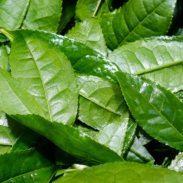 Green Tea Extract